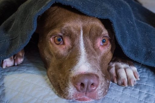 6 great tips to reduce fear of storms in dogs