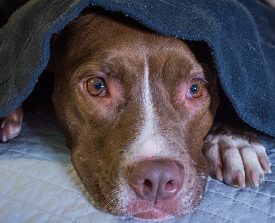 6 great tips to reduce fear of storms in dogs