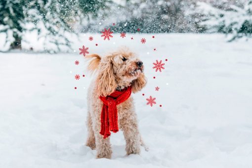Winter Safety Guide for Dogs