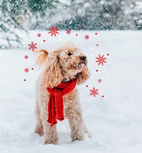 Winter Safety Guide for Dogs