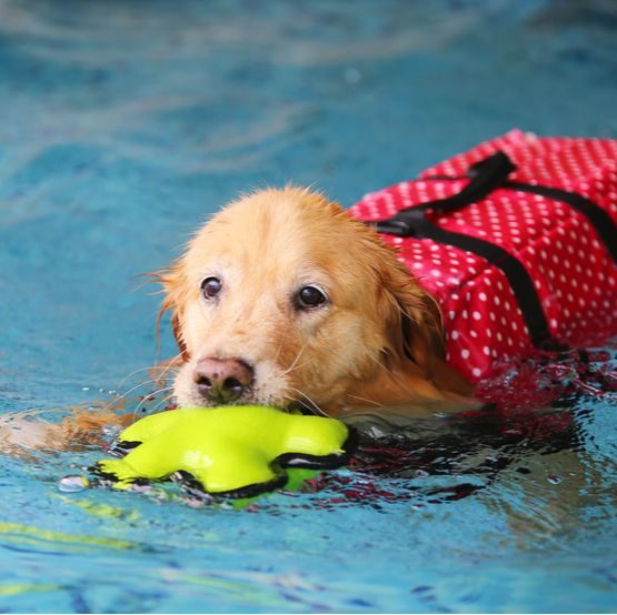 10 tips to cool your dog in the summer