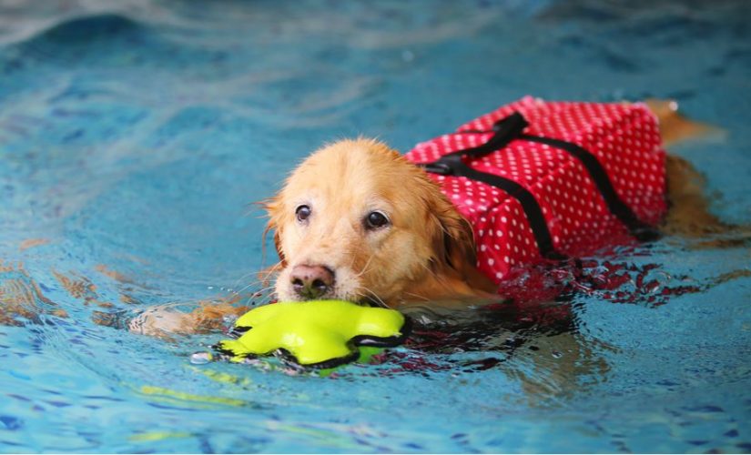 10 tips to cool your dog in the summer