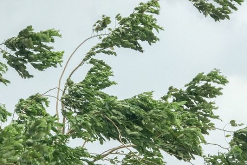 How to protect plants from strong winds?
